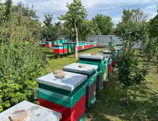 Зображення для оголошення Бджолопакети карніка ф1 маткі 2025