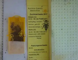 Пчеломатки карника(краинка)
