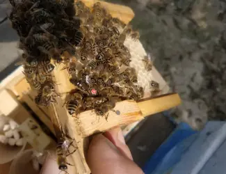 Продам БджолоМатки Карника