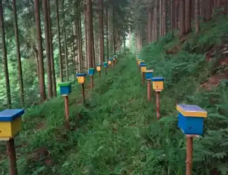 Матки Карпатка 2021р пчеломатка.