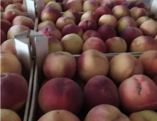 Продаж персика з Іспанії з ПДВ та на карту ФОПа