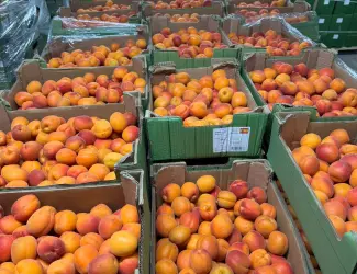 Продаж свіжого абрикосу з Іспанії