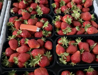 Зображення для оголошення Продам свіжу полуницю, лохину, малину, смородину