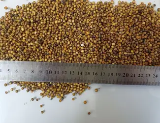 Зображення для оголошення Продамо залишки червоного сорго вр.2025 року