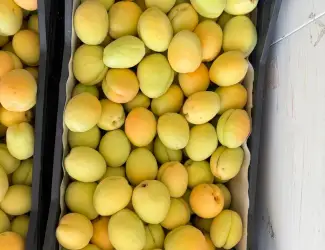 Зображення для оголошення Продам абрикос