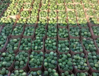 Продам Кавун вищої якості!