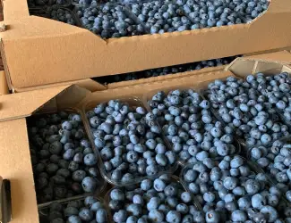 Зображення для оголошення Ягода лохини