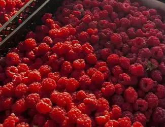Зображення для оголошення Купуємо Малину