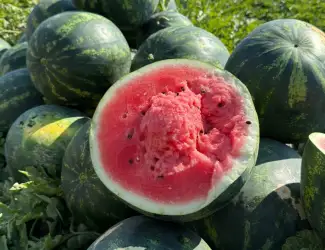 Продам кавун Саніара(безкісточковий)Луїзітана опт