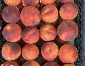 Зображення для оголошення Продам персик
