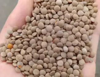 Продам сочевицю червону посівну