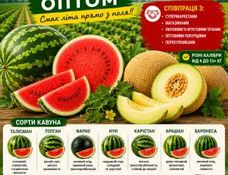 Продаж динь та кавунів оптом з поля