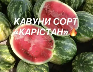 Солодкі та соковиті кавуни сорту «КАРІСТАН»