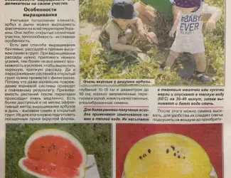 Зображення для оголошення Насіння помідор, кабачків, перців, динь, кавунів
