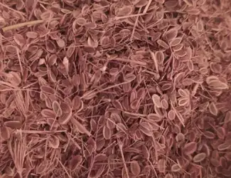 Зображення для оголошення Продаются семена укропа