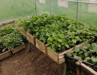 Зображення для оголошення Розсада продам домашню (баклажан,помідор)