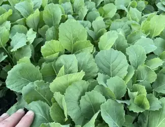 Зображення для оголошення Продам розсаду капусти