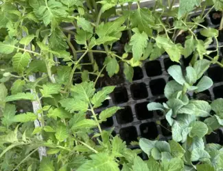 Зображення для оголошення Розсада голландія F кавун , помідор