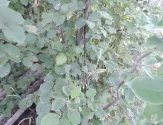 Зображення для оголошення Саженцы Айвы сладкая