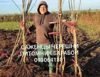 Зображення для оголошення Саженцы Яблони, Груши, Айвы. ОПТ, Розница.