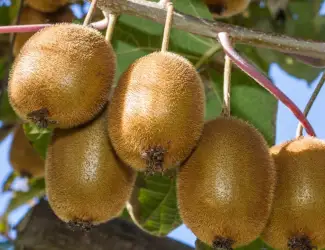 Зображення для оголошення Киви Дженни (Actinidia deliciosa Jenny)