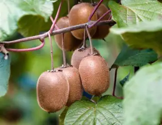 Зображення для оголошення Киви Хейворд (Actinidia deliciosa Hayward)