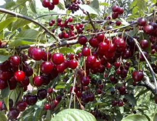 Зображення для оголошення Продам недорого саджанці крупної вишні