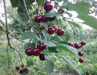 Зображення для оголошення Продам саджанці вишні