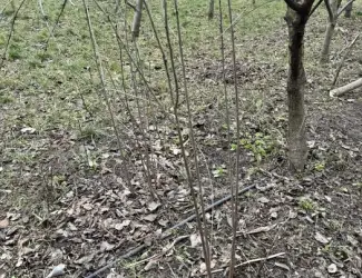 Зображення для оголошення Саджанці вишні чорнокорки