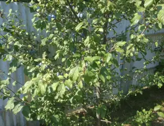 Зображення для оголошення Продам саджанці вишні Шпанка та сливи