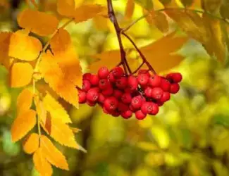 Зображення для оголошення Червона Горобина - Рябина Красная - садженці