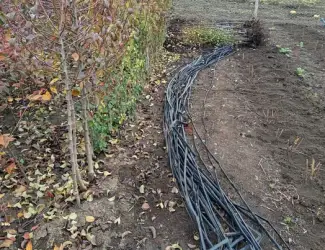 Зображення для оголошення Продам саджанці груші Ноябрська