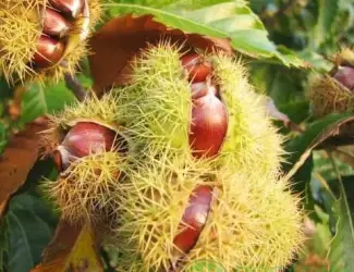 Зображення для оголошення Каштан їстівний (Castanea sativa) саджанці