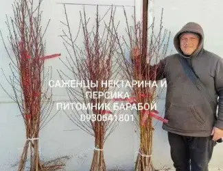 Зображення для оголошення Персик, Персик Инжирный, Нектарин. ОПТ и Розница