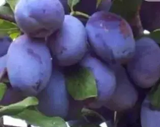 Зображення для оголошення Саджанці сливи венгерки
