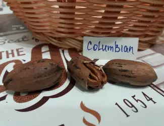 Зображення для оголошення Горіх Пекан «Columbian» (Колумбіан) саджанці