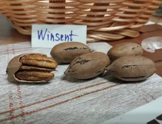 Зображення для оголошення Горіх Пекан "Winsent" (Вінсент) саджанці