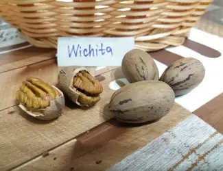 Зображення для оголошення Горіх Пекан "Wichita" (Вічіта) саджанці