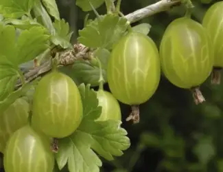 Зображення для оголошення Саджанець агрусу Хіномакі (Hinnomaki) середній