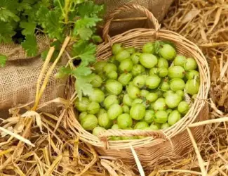 Зображення для оголошення Аґрус Сніжана (безколючковий сорт) саджанці