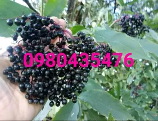 Зображення для оголошення Саженцы бузины черной
