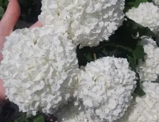 Зображення для оголошення Калина бульдонеж Roseum (декоративная) саженцы