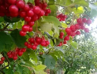 Зображення для оголошення Калина .Продам саджанці калини