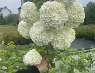 Зображення для оголошення Калина махрова. Бульденеж