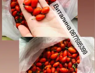 Зображення для оголошення Саженцы шиповника, злаковые «элимус песчаный»