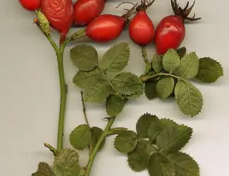 Зображення для оголошення Шиповник cобачий cаженцы