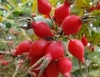 Зображення для оголошення Шиповник Витаминный саженцы