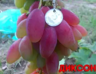 Зображення для оголошення Черенки ( Чубуки) винограда