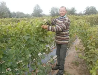 Зображення для оголошення Посадковий матеріал винограду. Чубуки