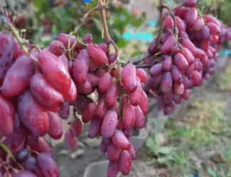 Зображення для оголошення Черенки(чубуки) винограда